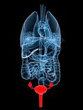 x-ray organs-female reproductive