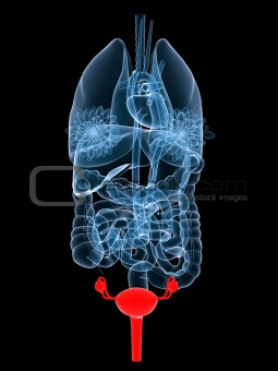 x-ray organs-female reproductive