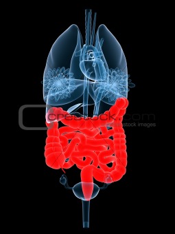 x-ray organs-intestines