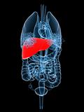 x-ray organs-liver