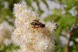 Wasp on Flowers