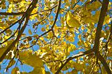 Autumn yellow leaves 