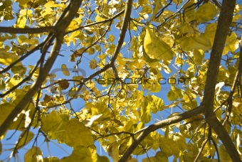 Autumn yellow leaves 