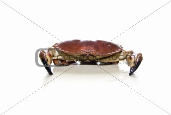 crab over white