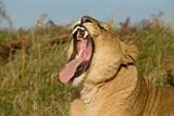 Yawning Lioness