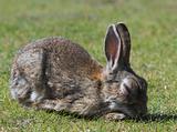 Diseased rabbit
