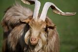 Shaggy goat