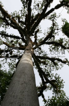 Rising Ceiba Tree