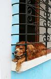 Dog in a Window