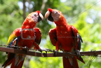 Fencing Macaws