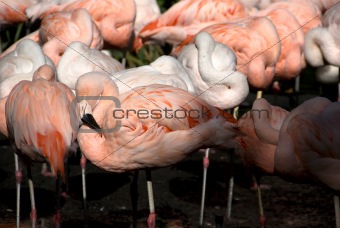 Flock of Flamingo's