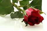 nice red rose with a water drops