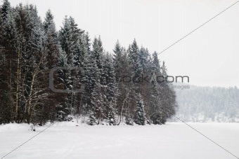 Frozen Lake with Trees
