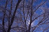 winter trees glowing
