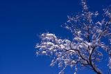 white winter tree and blue sky