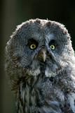 Portrait of a great grey owl, Strix nebulosa