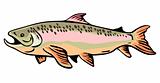 Trout on white background
