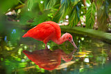 Hungry Scarlet Ibis
