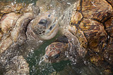 Carribean Sea Turtles