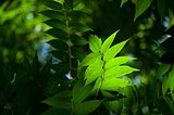 green leaves macro