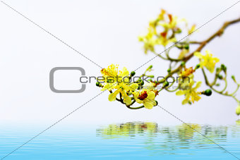 yellow  flower in bloom during spring 