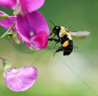Bumble-Bee 