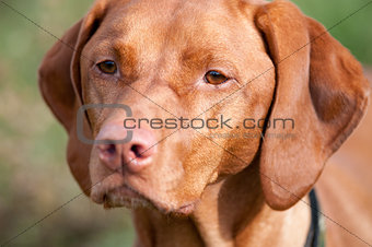 Closeup of a Vizsla Dog