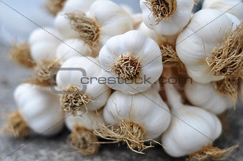 Garlic Braid details