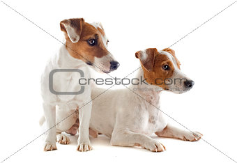 jack russel terriers