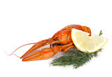 Boiled crayfish with lemon slice and dill
