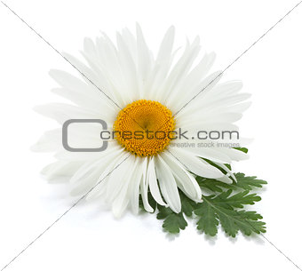 Chamomile flower with leaves