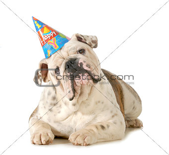 birthday dog