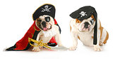 dog pirates