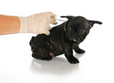 microchipping puppy