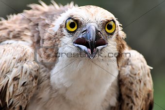 Osprey Eyes
