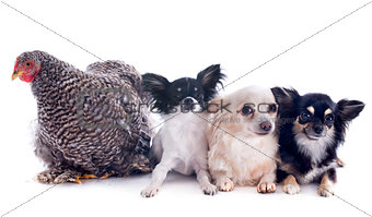 orpington chicken and chihuahuas