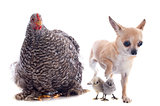 orpington chicken and chihuahua