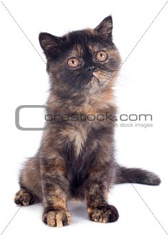 Exotic Shorthair kitten