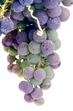 Unripe Grape