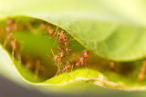 Weaver ants in green leaves
