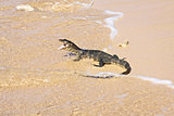 wild young water monitor