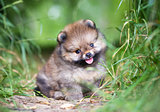 Small Pomeranian puppy 