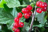 Red currant berries