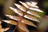 Rowan leaves in autumn