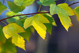 Leaves of plants in Autumn