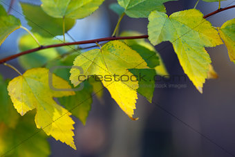 Leaves of plants in Autumn