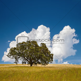 Tree in Field