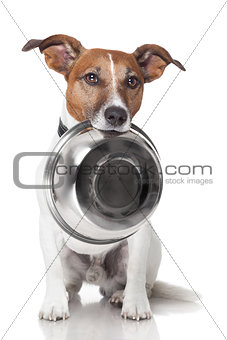 hungry dog food bowl