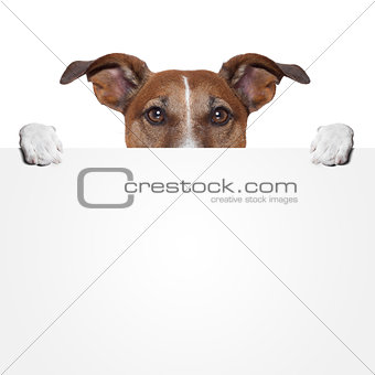 placeholder banner dog