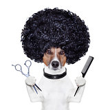 hairdresser  scissors comb dog 